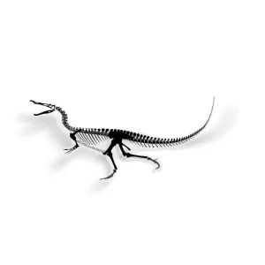 Baryonyx Fossil Dinosaur Sticker