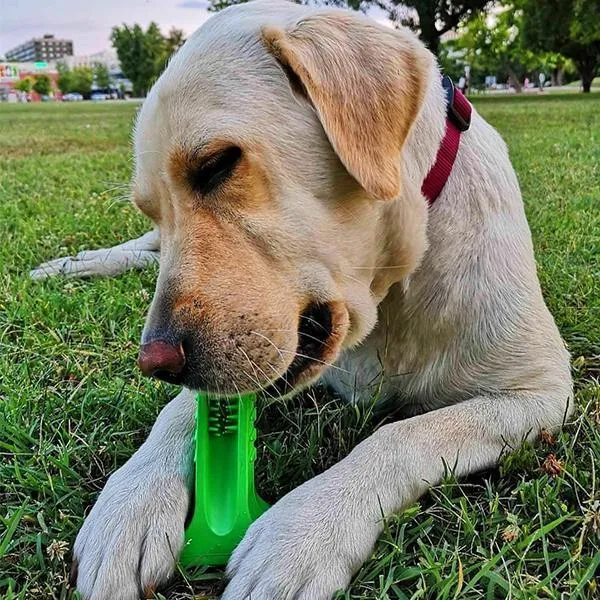 Dog Brushing Stick
