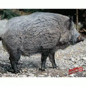 Duramesh Wild Boar Target