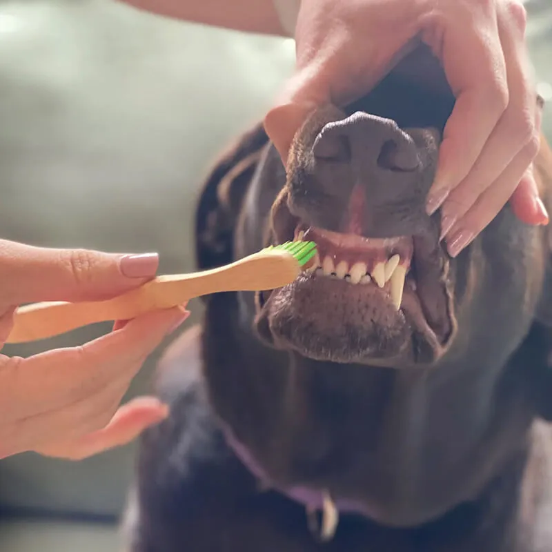 Pure and Natural Organic Tooth Gel and Bamboo Toothbrush for Small Dogs
