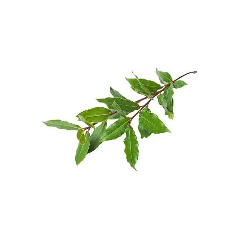 Ravintsara Essential Oil Natural