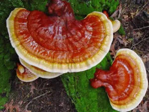Reishi Mushroom Liquid Extract 60ml
