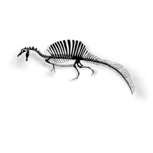 Spinosaurus Fossil Dinosaur Sticker