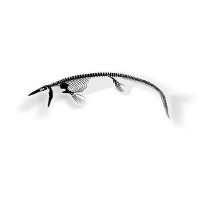Tylosaurus Fossil Mosasaur Sticker