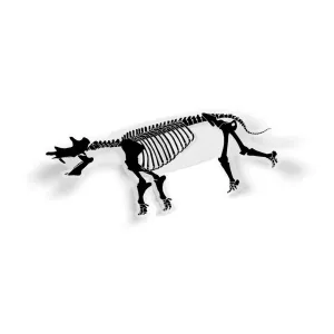 Uintatherium Fossil Mammal Sticker